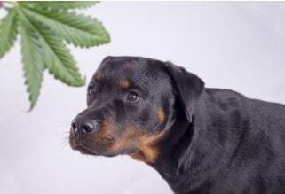 Marijuana Toxicity and Your Dog - Airdrie Animal Health Centre