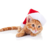 Cat With Xmas Hat