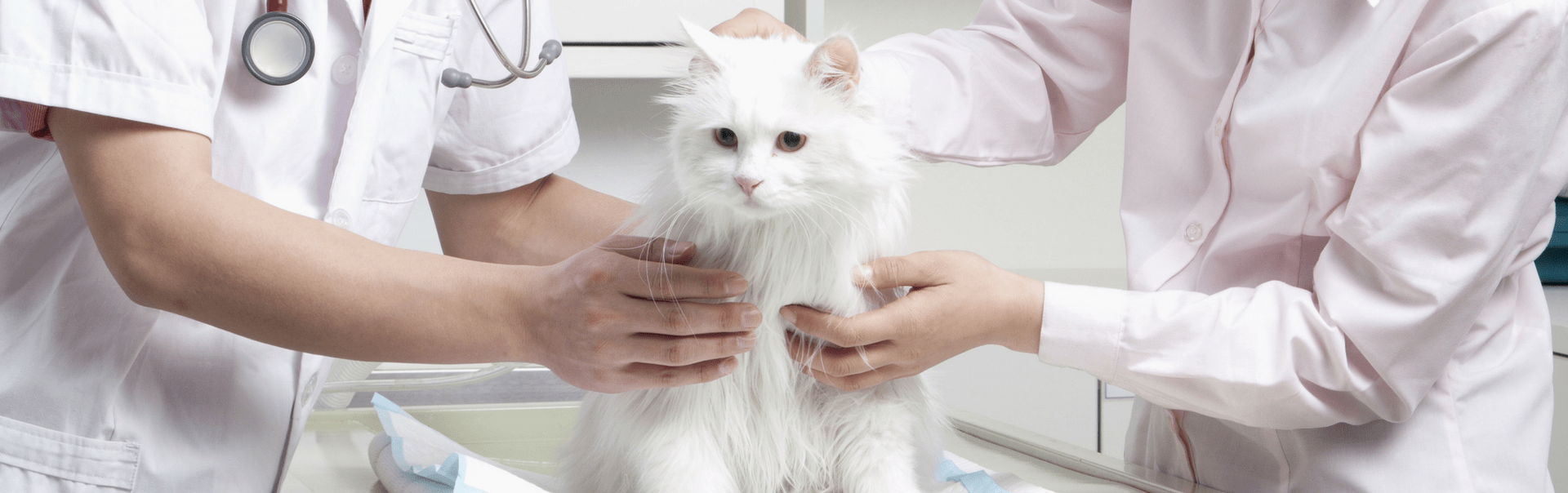 Fvrcp Vaccine For Cats