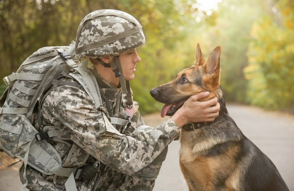 dog and veteran