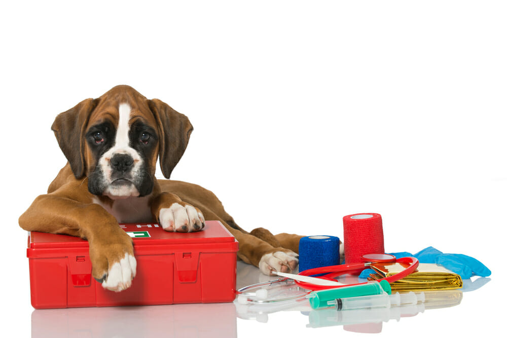 Pet First Aid - Airdrie Animal Health Centre