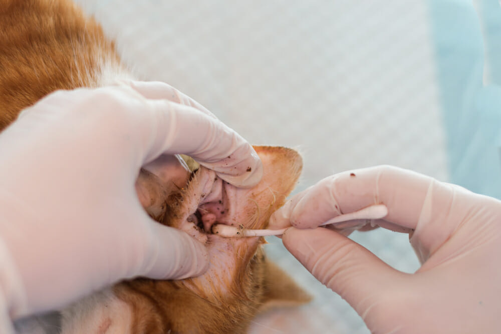 Ear Mites in Cats | Airdrie Animal Health Centre